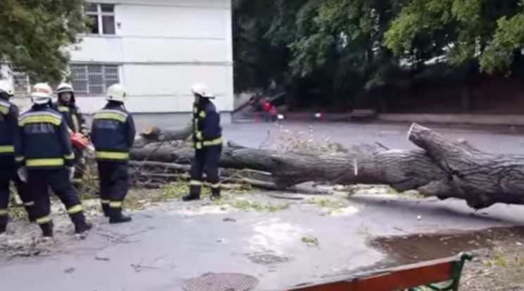 Épp egy éve, hogy Zsófira rádőlt egy fa a miskolci általános iskolában. Az ügyet lezárták, nincs felelős.