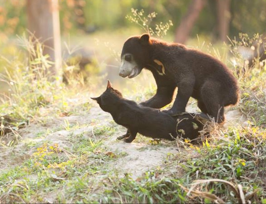 Meda i mačak Džordž
