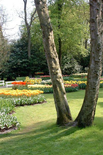 Galeria Holandia - Wiosna zaczyna się w Keukenhof, obrazek 20