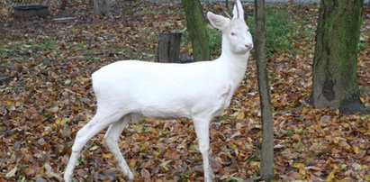 Sarna albinos w lesie pod Piotrkowem Trybunalskim