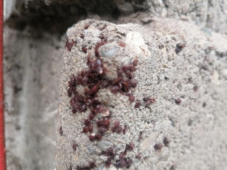 Grozdovi krpelja načičkani na zgradi