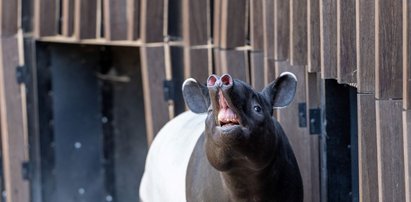 Taki cudak trafił do łódzkiego zoo. Nie uwierzysz, jaki z niego siłacz