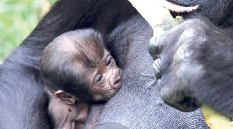 Ikreket szült a gorillamama