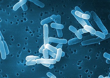 lactobacillus-d00001DE2a601c392c98e