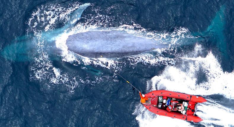 Researchers approach a blue whale to attach a suction-cup tag.Elliott Hazen under NOAA/NMFS permit 16111