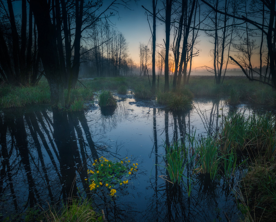 Puszcza Białowieska