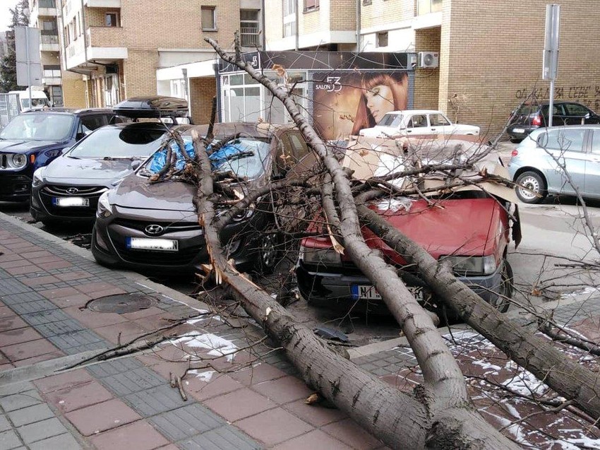 Stablo koje se srušilo kod Uslužnog centra "Medijana"