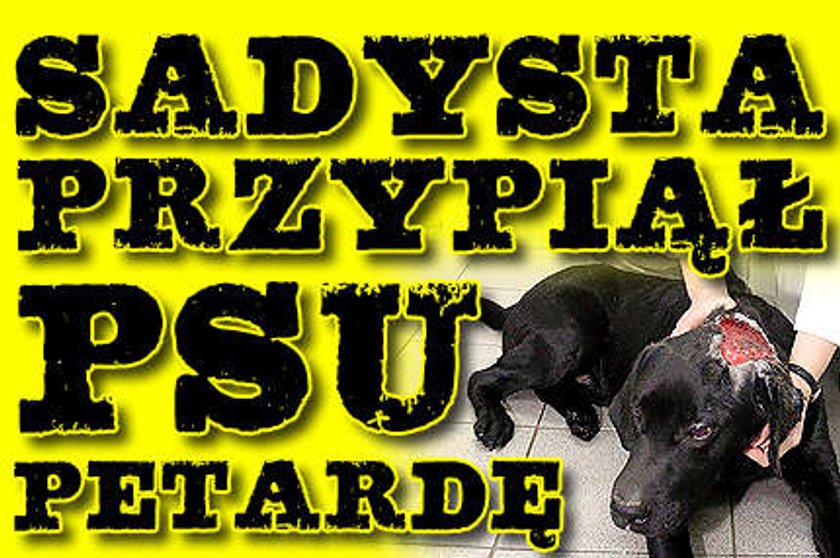 Sadysta przypiął psu petardę