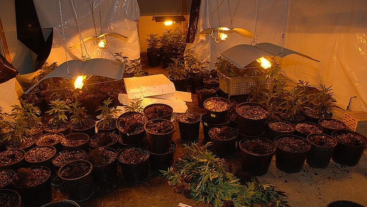 Pięć kg marihuany i 122 roślin konopi indyjskiej zabezpieczyli policjanci w jednej z podprzemyskich wsi. Uprawą roślin zajmował się 36-letni mężczyzna. Został zatrzymany przez funkcjonariuszy.