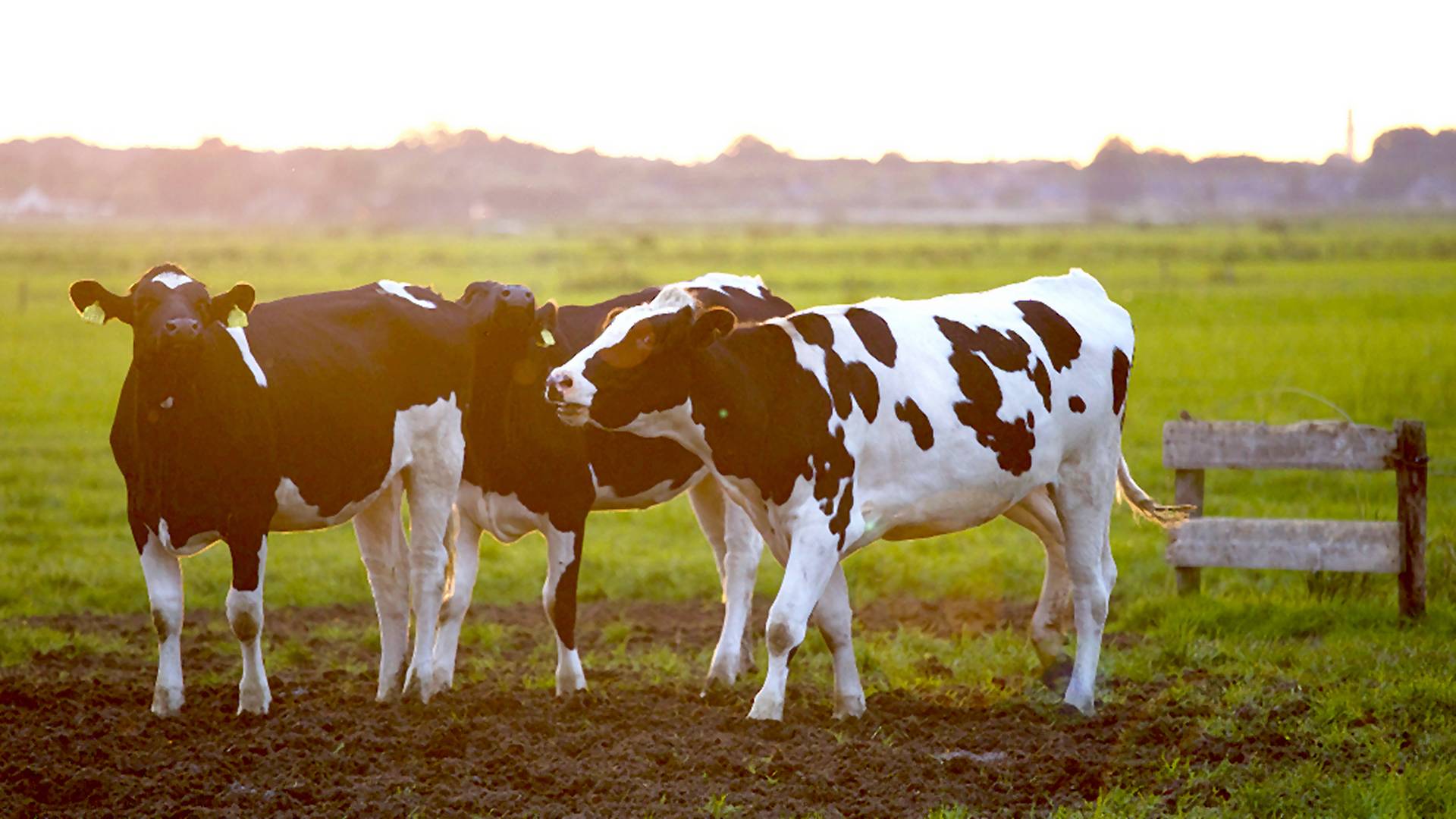Kravy môžu prispievať ku globálnemu otepľovaniu viac, než sa predpokladalo