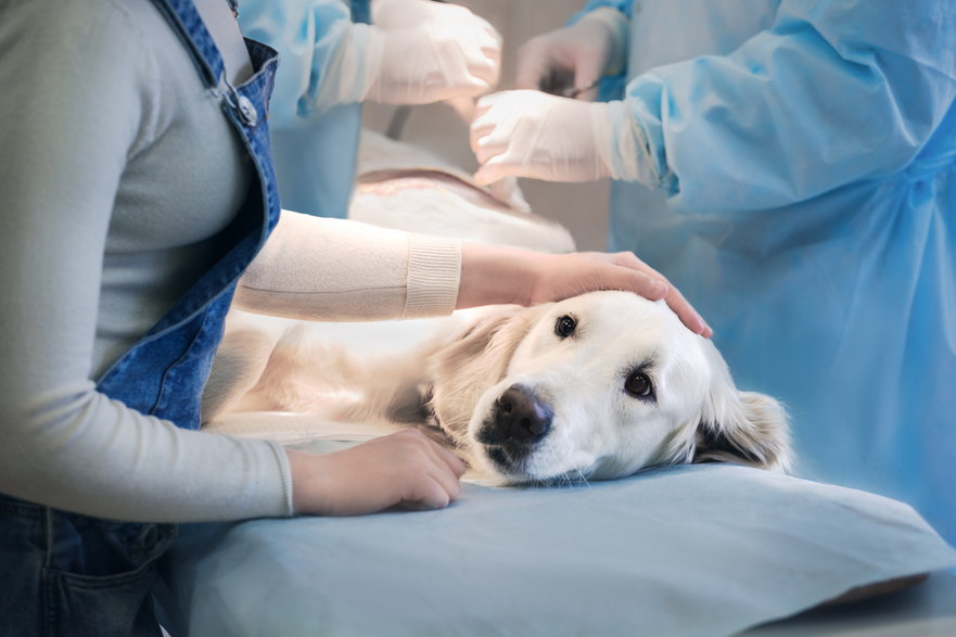 Wizyta u weterynarza często jest bardzo stresująca dla psa - alexsokolov/stock.adobe.com