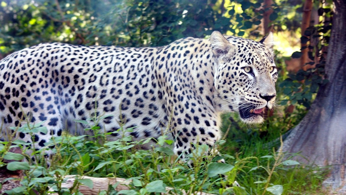 Poznańskie zoo zapowiedziało przyłączenie się do projektu ratowania lampartów perskich, którym grozi wyginięcie. Kilka zwierząt w przyszłym roku ma pojawić się w Poznaniu – zoo planuje ich hodowlę. Michał Grześ z PiS wskazuje, że projekt lampartów perskich wymyślili rosyjscy stratedzy podczas przygotowań do Olimpiady w Soczi.