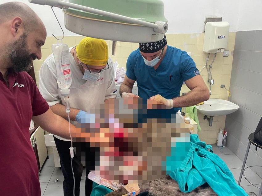 dr Vuk Aleksić operacija hijene