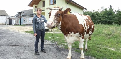 Złodzieje krów grasują na Mazowszu