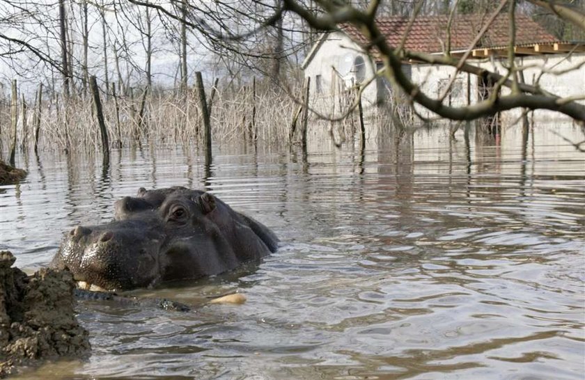 Bestia na wolności! Przez powódź! FOTO