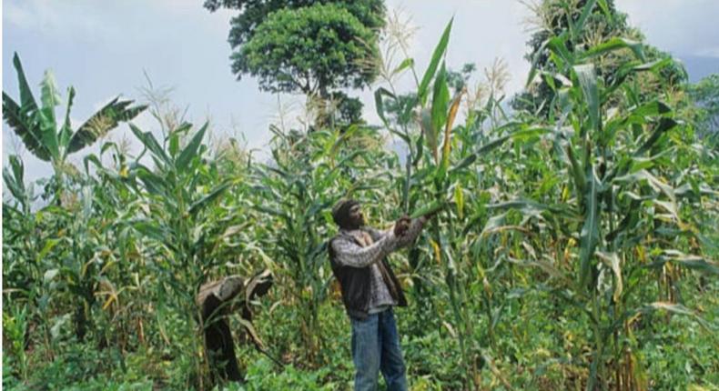 Kenyan government bans maize farming because criminals use it as hideout