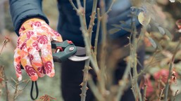 kiedy przycina się róże? jak wykonać cięcie? najlepszy termin cięcia róż