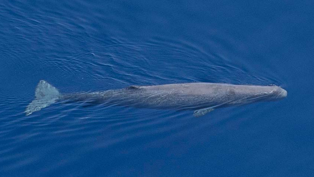 Wieloryby zauważone w pobliżu chorwackiej wyspy Korčula