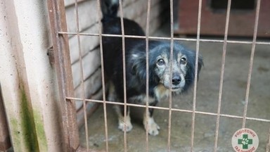 Ratunek dla tysiąca psów. One nie mogą czekać