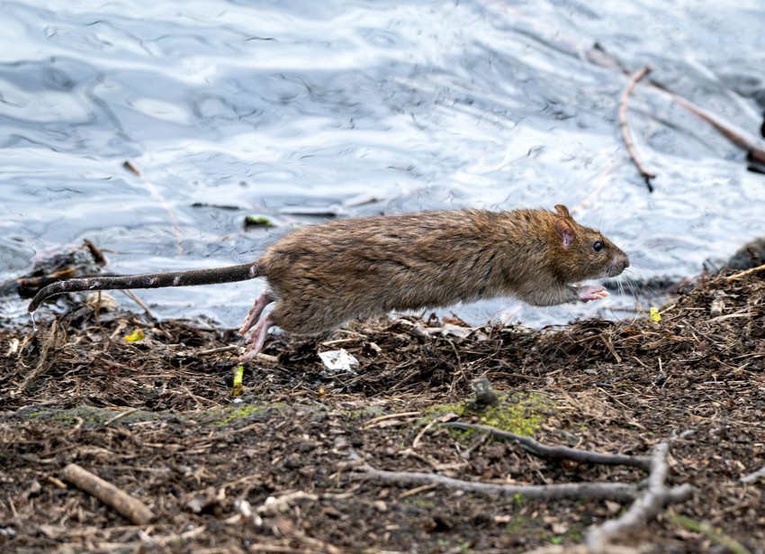 Hantavirus prenose glodari