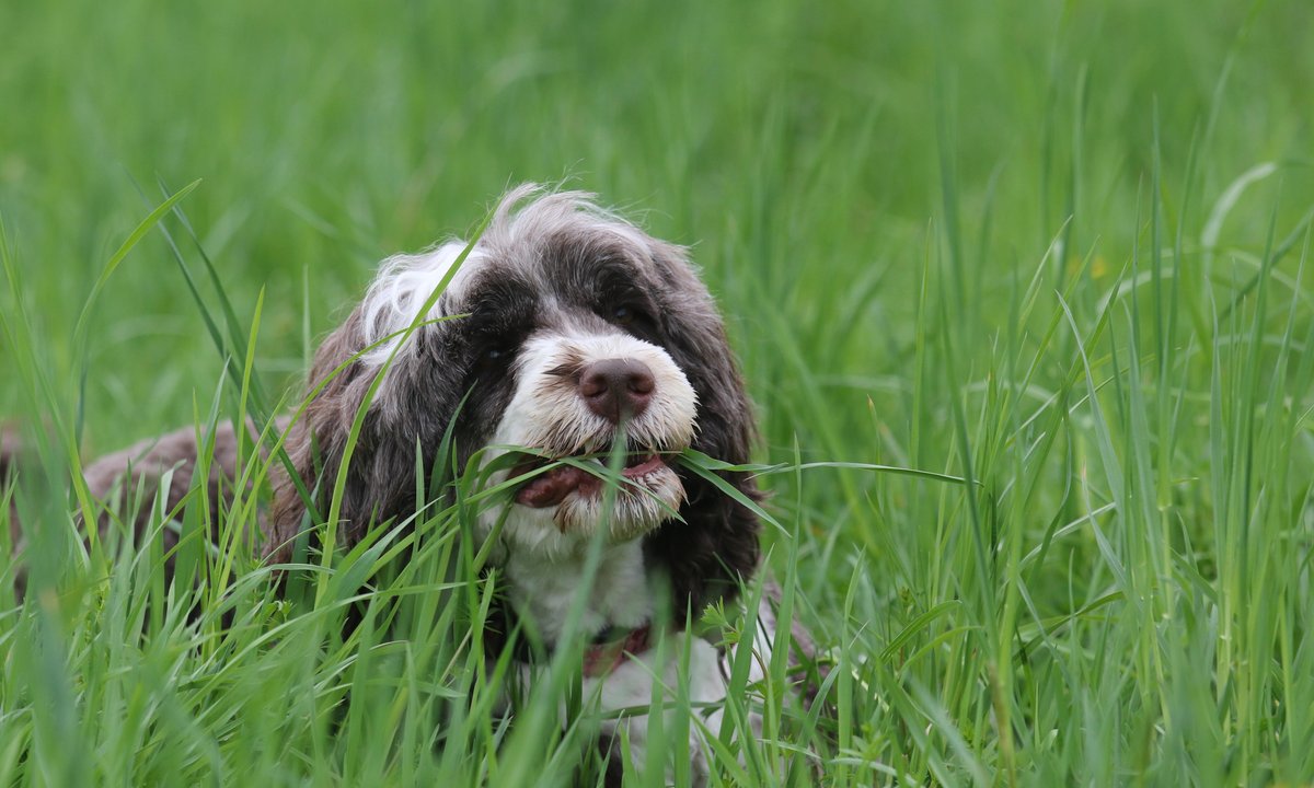 Czy pies może być weganinem? Oto, co mówią nowe wyniki badań