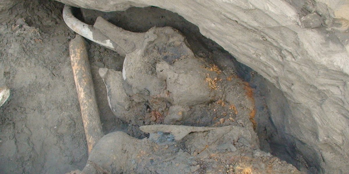 Mamut znaleziony na Syberii