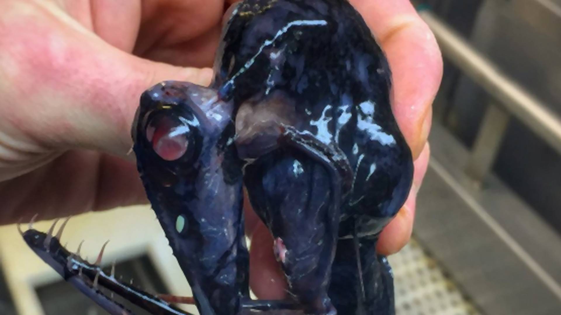 Nemani iz dubina: Ruski ribolovac ufotkao stvorenja strašnija od košmara