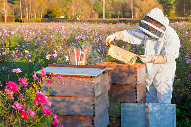 Czy pszczelarz prowadzący działalność rolniczą musi ewidencjonować sprzedaż miodu na kasie rejestrującej?