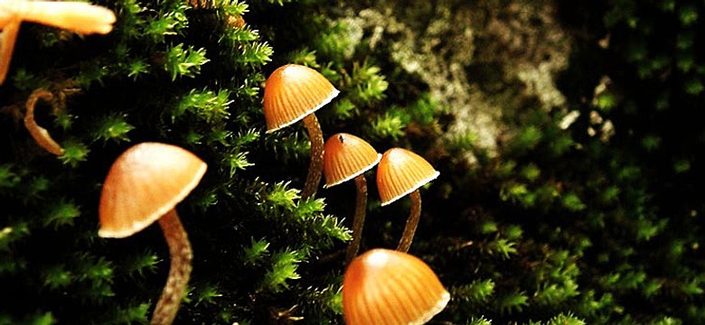 Znaleźli narkotyki w Wielkich Oczach