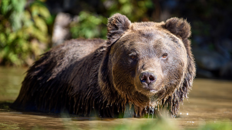Rosja: niedźwiedzica i młode zastrzelone na okręcie podwodnym