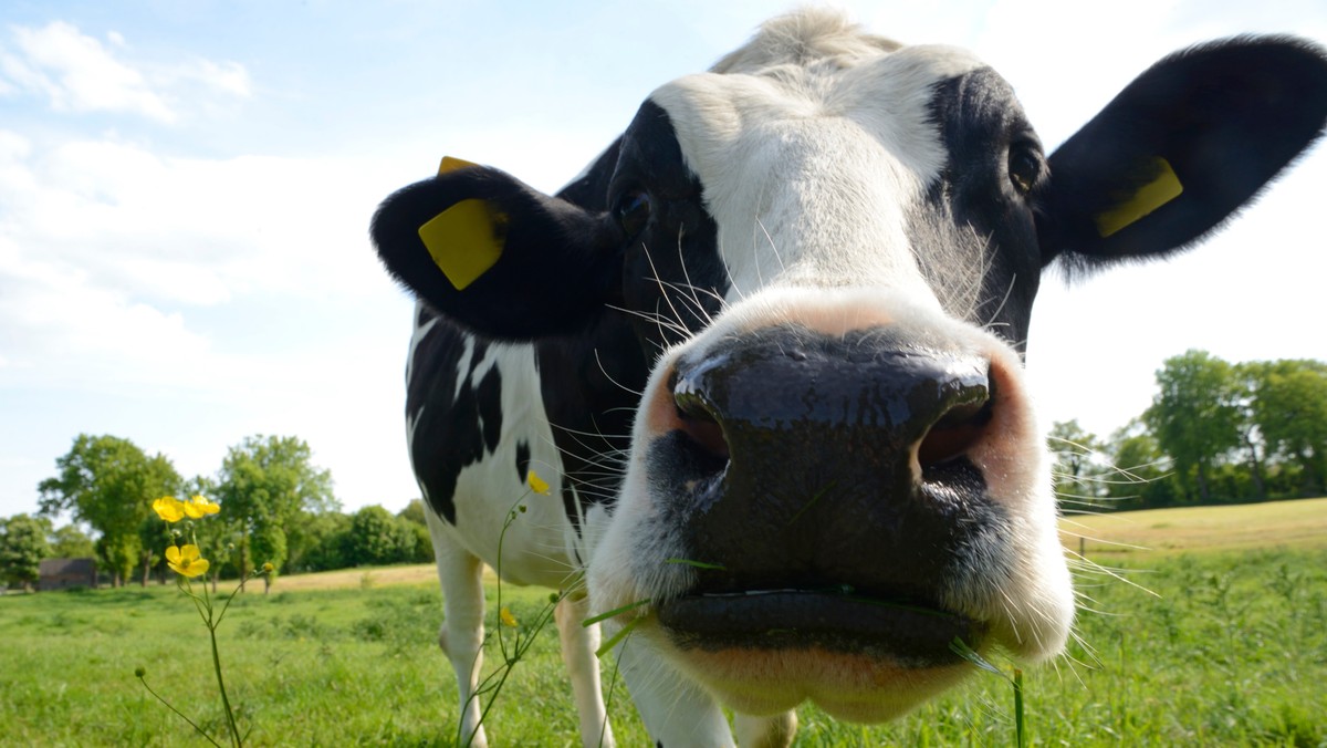 Irlandzki Social Welfare znalazł nowy sposób na rozwiązanie dwóch problemów: bezrobocia w kraju oraz braku rąk do pracy na farmach. Teraz oferuje dodatkowe pięć tys. euro rocznie osobom, które zdecydują się na pracę na pół etatu na mlecznych farmach.