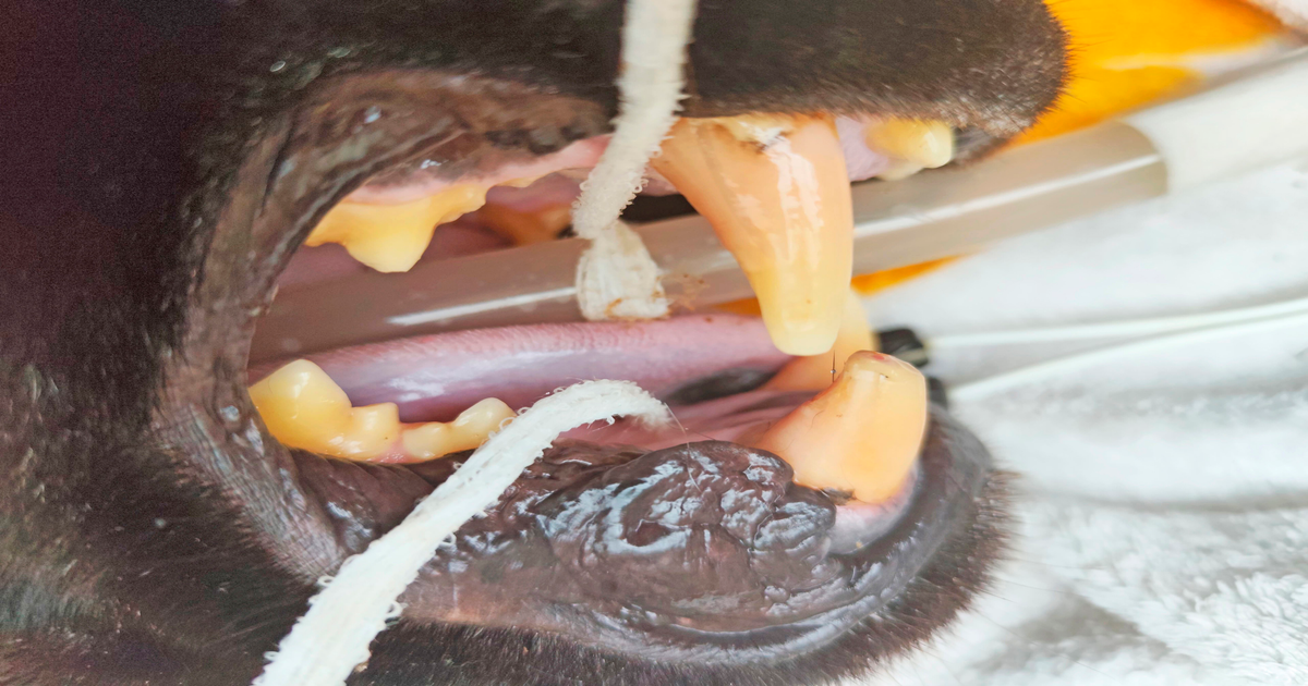 Terra Natura Benidorm opera jaguar con técnica pionera