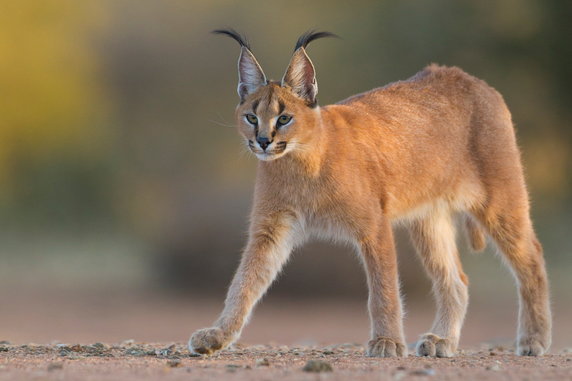 Ryś pustynny karakal to przepiękny kot o rudo-białym umaszczeniu i charakterystycznych pędzelkach na uszach
