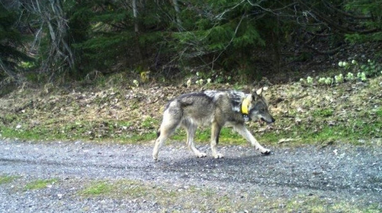 Az M237-es számú, svájci jeladós farkast Hidasnémeti környékén lőtte ki egy vadász / Fotó: Facebook/Gruppe Wolf Schweiz