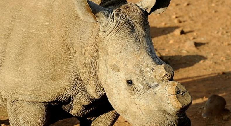 A dehorned black rhinoceros pictured at the Bona Bona Game Reseve, 200 kms southeast of Johannesburg, on August 3, 2012