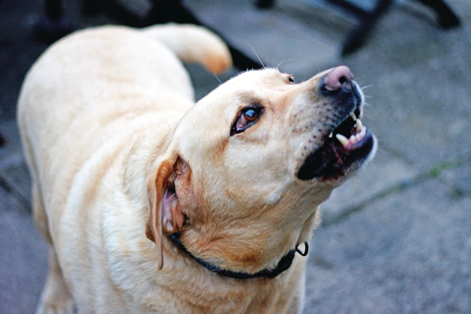 Devojčicu je ujeo labrador