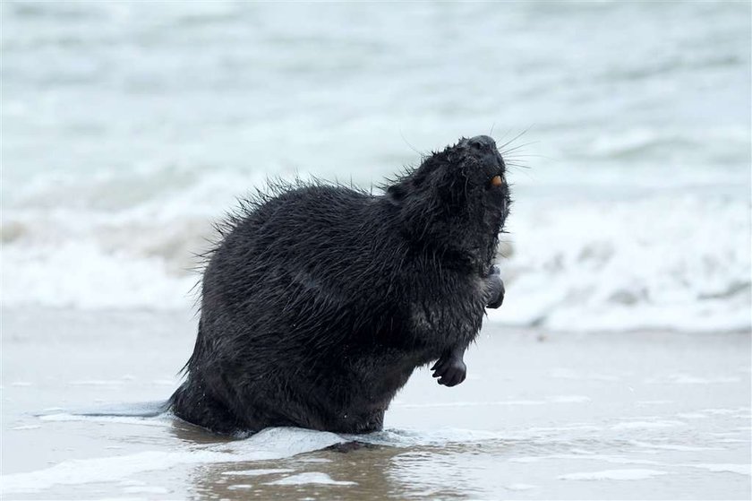 Bobry na plaży