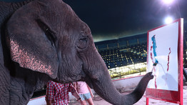 Komoly tehetség: íme Szandra, az elefántok Picassója - fotók