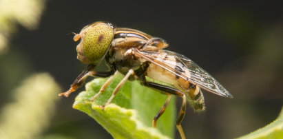 Czwarta faza życia. „Spirala śmierci" dotyka też ludzi?