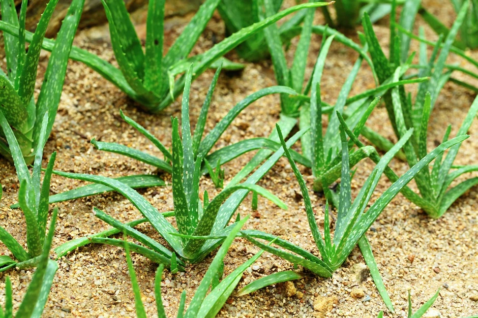 Aloe vera