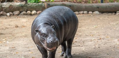 Znów mamy hipcia w zoo!