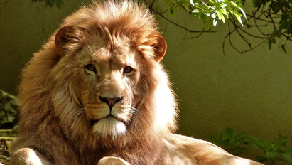 Koronavírusban pusztulhatott el egy oroszlán