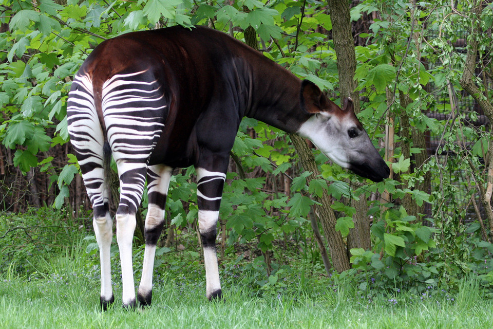 Demokratyczna Republika Konga, Park Narodowy Okapi