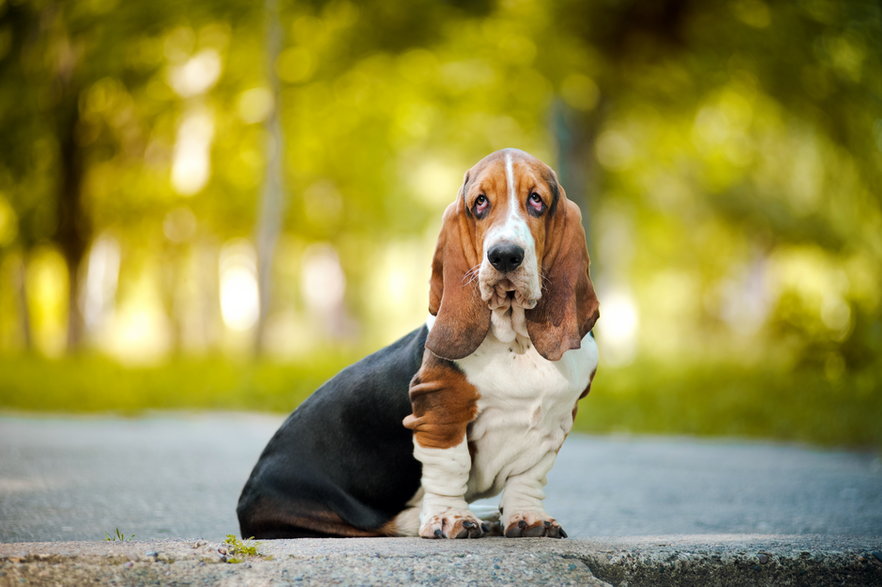 Basset hound to doskonały pies rodzinny - ksuksa/stock.adobe.com