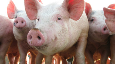 W Estonii pierwsze przypadki ASF u świń