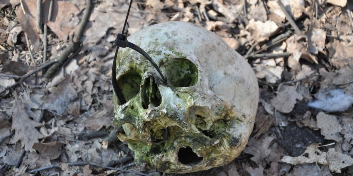 Wieszowa znaleziono ludzką czaszkę w lesie