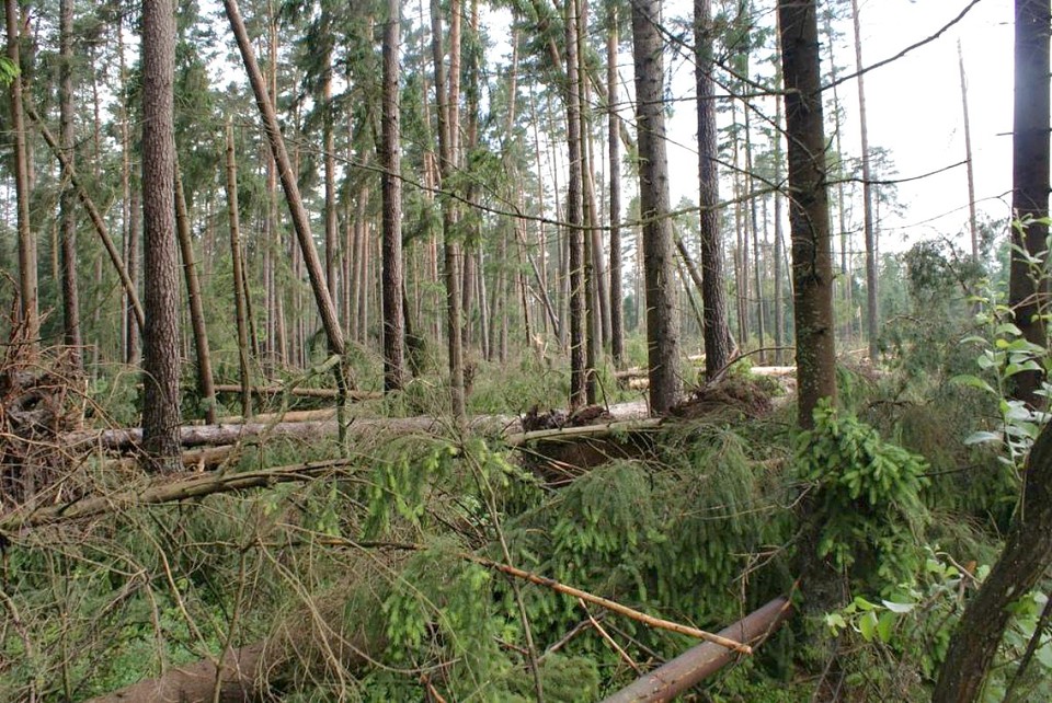 Gwałtowne nawałnice przewracały drzewa na terenie puszcz