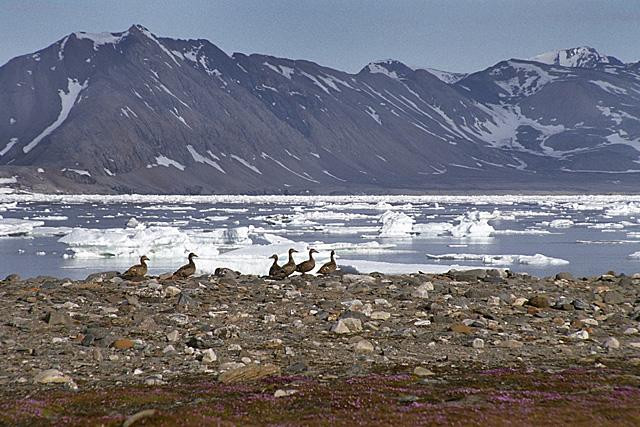 Galeria Wystawa polarnej fotografii przyrodniczej "Ptaki Spitsbergenu", obrazek 35