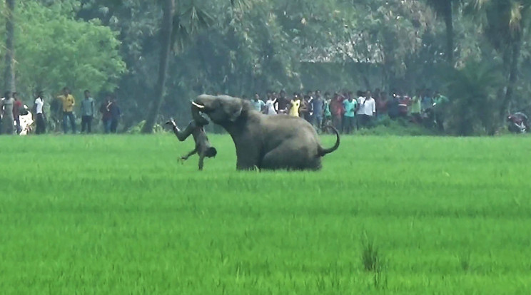 Megvadult ormányos – elképesztően sok indiai esik elefántok áldozatul/Fotó: AFP