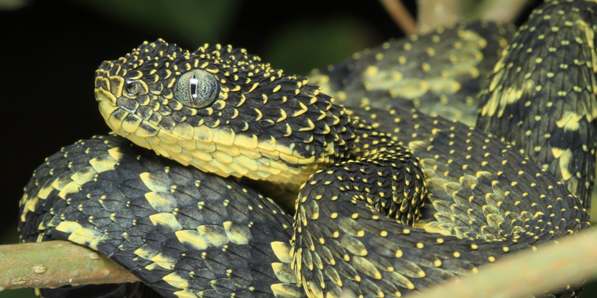 Meet two unique vipers so rare that they are only found in Kenya